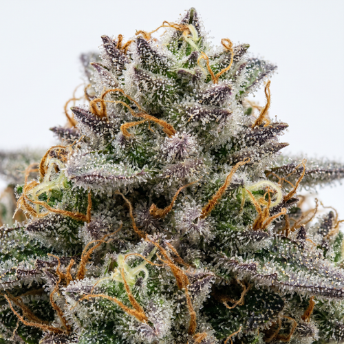 Alien OG