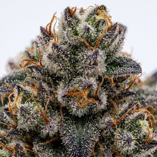 Sherb Cream Pie