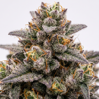 Gelato Candy