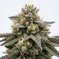 Gorilla Glue