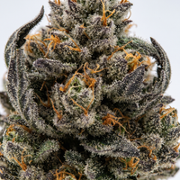 Mule Fuel