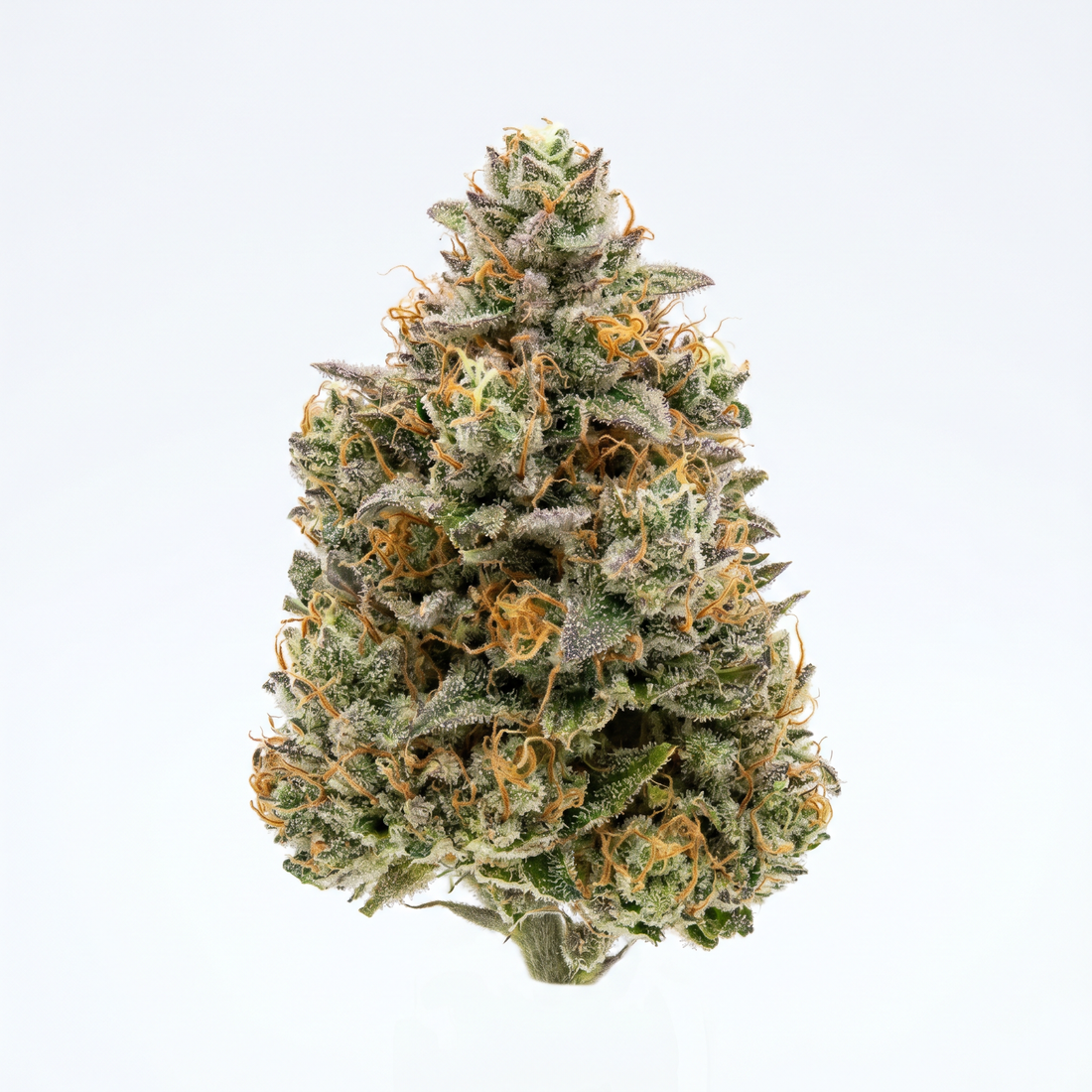 Jack Herer