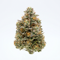 Jack Herer