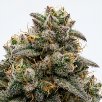 Jack Herer