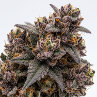 Purple Jaw Breaker