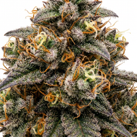 Cherry Boom Strain