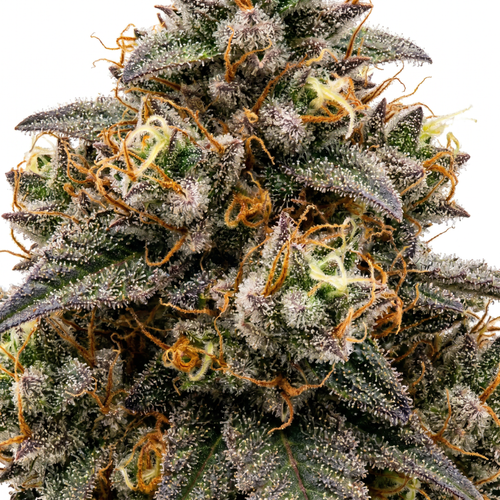 Cherry Boom Strain