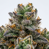 Grape Jolly Rancher